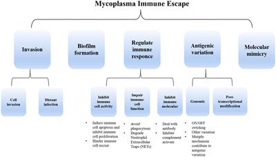 Unveiling the stealthy tactics: mycoplasma’s immune evasion strategies